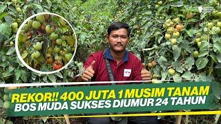 JANGAN MUDAH TERGIYUR HASIL MANISNYA‼ KISAH INSPIRATIF PETANI MUDA‼ BUDIDAYA TANAMAN TOMAT‼