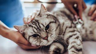 onemocnění koček (očkování, mor, FIV, FIP, FeVL, komplex kočičí rýmy, vzteklina) - SPOLEČNÉ UČENÍ