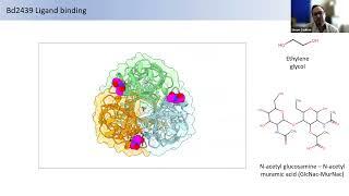 Getting a grip: The molecular mechanisms of Bdellovibrio attachment