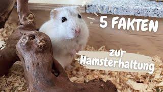 5 Tipps zur Hamsterhaltung | Hamstertsübchen