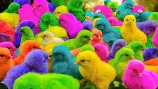 Tangkap Ayam Lucu, Ayam Warna Warni, Ayam Rainbow Gokil, Kelinci, Kucing Lucu, Bebek, Hewan Lucu