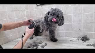 Behind the Scenes; Matted Shih-Tzu/Bichon, owner interaction, dog grooming, no restraints