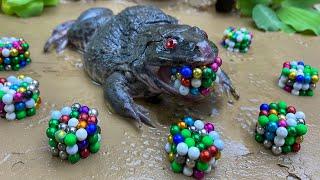 American bullfrog, Giant octopus ASMR Eating Survival - Stop Motion Magnetic Cooking Balls Magnet