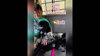 JackPhantom Moyen AKC TrainedPoodle