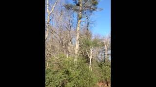 Storm Damage Tree Clean-Up