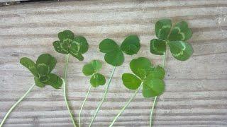 How to Find A Four-Leaf Clover! Free St. Patrick's Day Gifts!