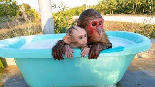 Monkey Kobi invites baby monkey Mon to happily take a relaxing bath in the hot summer