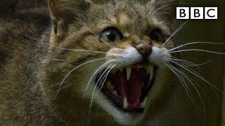 Scottish ‘Highland Tiger’ wildcat more endangered than Asian cousin - BBC