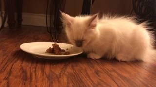 Ragdoll kitten dinner - Что на ужин у котёнка Рэгдолл?