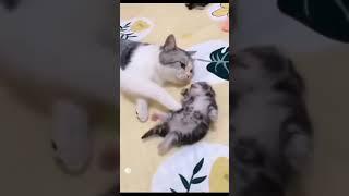 Mommy cat hugs Kitten having a nightmare|| #shorts #catsclub #catsloverclub #kittenlover #catsworld