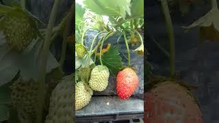 strawberry PLANT Bearing#yooragardentips #shortvideo #short #strawberries #strawberry