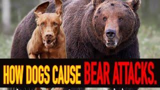 Bear attacks: How your dog might get you killed