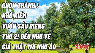 144. BỂ NỢ!Chủ bán vườn sầu riêng thái hơn 100 cây năm sau thu ở chơn Thành giá không thể tin 2.6 tỷ