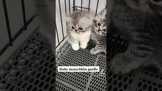 Baby cat munchkin #bogescathouse #shortvideo #cats #munchkin #kitten #shorts #feedshorts #kucing