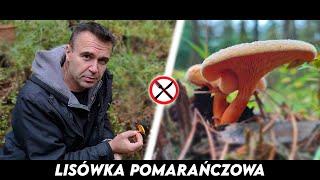 Lisówka Pomaranczowa - jak odróżnić od kurki?