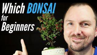 3 Best Bonsai Trees for Beginners - Which Bonsai Tree Should I Get?