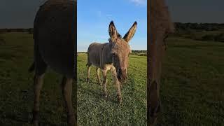 Cute Donkey Walking Through The New Forest