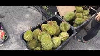 Harga durian MK naik RM3 jadi RM18/kg sebab kos minyak bawa ke pekan. Diesel mahal bos.