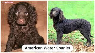 190 Dog Breeds Before and After Growing Up | Puppy To Adult Dog Pictures | Sahil Berwer |