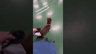 Соник в деле, видео тренировок позже..   #питбуль #pitbull #puppy #собака #питбульсоник