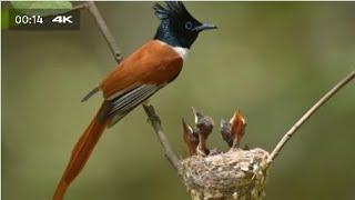 canary bird - canary singing - canary sounds -  canary singing at home - beautiful canary birds