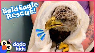 Bald Eagle Tries Not To Be Angry With Her Rescuers | Rescued! | Dodo Kids