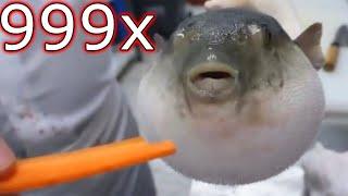 puffer fish eating carrot 999x speed meme