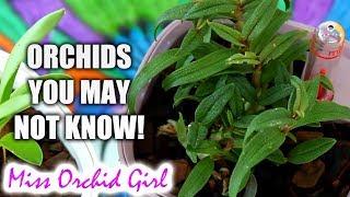 New Orchid species and hybrids of 2018 - Updates and first time appearances