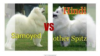 Samoyed vs other spitz dogs.