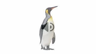 Penguin - Sound Effect