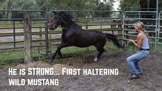 He is STRONG...First Haltering w/a Wild Mustang  | Buffalo Hills 2024