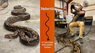 NEFERTITI -  21 & 1/2 FOOT MONSTER RETICULATED PYTHON--WILDFIRE RETICS