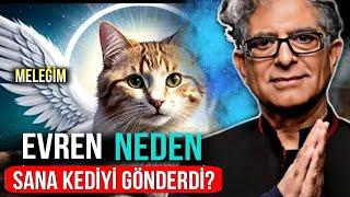 "DAHA ÖNCE BİLMEDİĞİMİZ KEDİLERİN GİZLİ YETENEKLERİ" | ÇEKİM YASASI