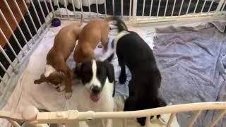 Video of adoptable pet named Glee