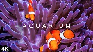 AQUARIUM in 4K | 2 Hours | Exotic Fish Marine Animals Pets Music Relaxing TV for Cats Ultra HD