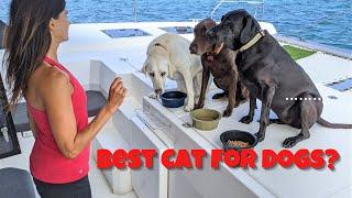 Best Boat for Dogs || 10 Factors When Choosing a Boat and Why We Chose a Leopard 45 Catamaran