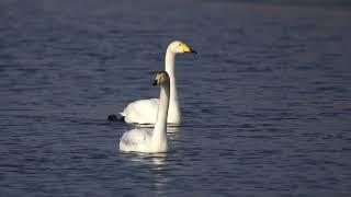 Whooper Swan | Лебідь-кликун