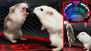 White hamster vs grey hamster  Fights in the cardboard octagonHAMSTERS  MMA