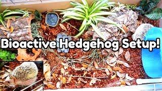 Setting Up a Bioactive Hedgehog Enclosure!