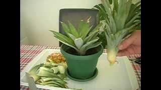 Kako zasaditi ananas / How to grow a Pineapple - cat included!