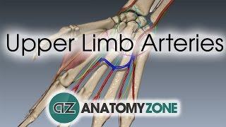 Upper Limb Arteries - Hand and Wrist - 3D Anatomy Tutorial