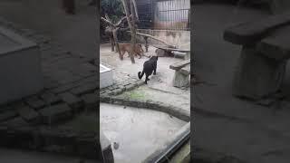 Macan tutul vs macan kumbang