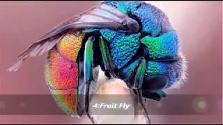 Top 15 Beautiful Insects | Must See - TheQLGConsultants