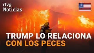 EE.UU.: TRUMP culpa de LOS INCENDIOS al GOBERNADOR de CALIFORNIA por  la PROTECCIÓN de los PECES