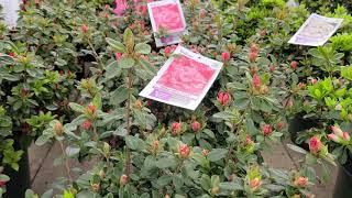 Azalea 'Blaauw's Pink'//Compact evergreenwith salmon peachy-pink flowers in spring!