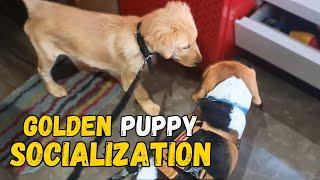 How to Socialize your Golden Retriever Puppy?