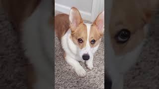 when corgi dog feel sad #shorts