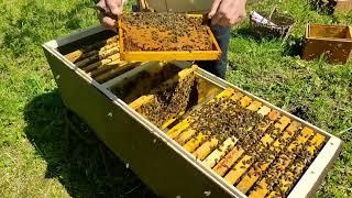 Пасека. 13 июня 2022 года. "Неправильное пчеловодство" в действии, или медовик перед медосбором.