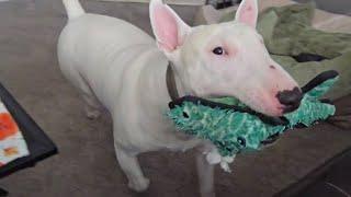 Dog Lover's Delight!  Bull Terrier's WILD Indoor Fetch Antics Exposed!