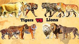 TIGERS VS LIONS - Size comparison | Living vs Extinct